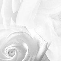 Кухонный фартук Цветы 217 МДФ матовый (3000) Flowers в Белоярском - beloyarskiy.mebel24.online | фото