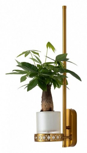 Бра Favourite Greenery 4050-1W в Белоярском - beloyarskiy.mebel24.online | фото 4